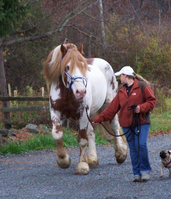 Big Jake - Red Roan Spotted Draft Horse